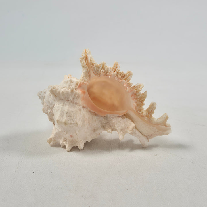 Fascinerande äkta snäcka i naturlig vintage