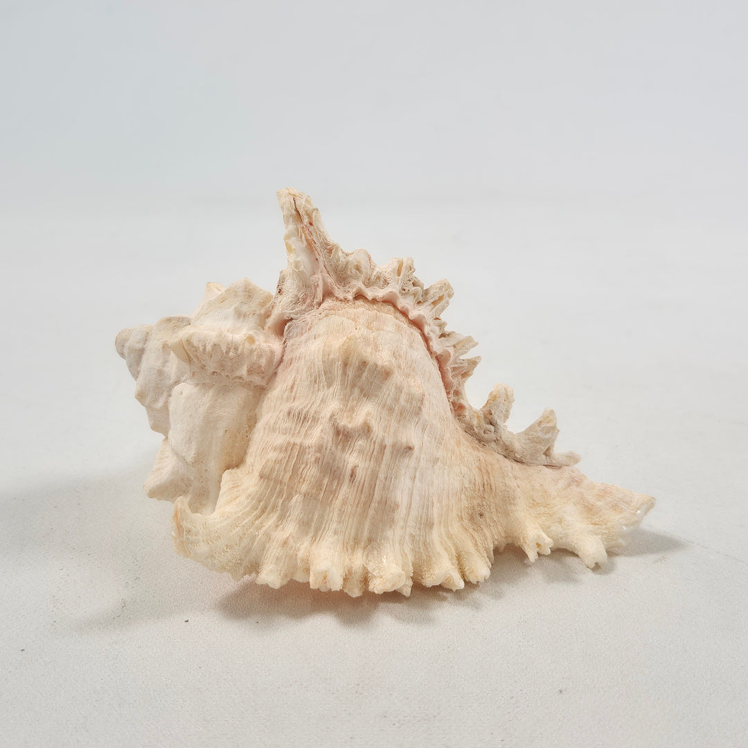 Fascinerande äkta snäcka i naturlig vintage