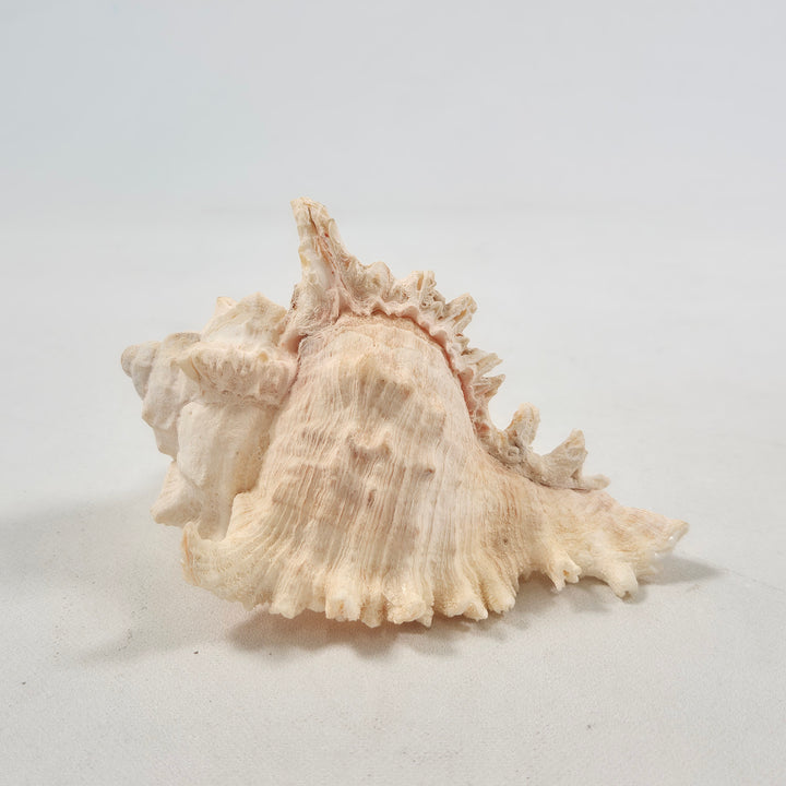 Fascinerande äkta snäcka i naturlig vintage