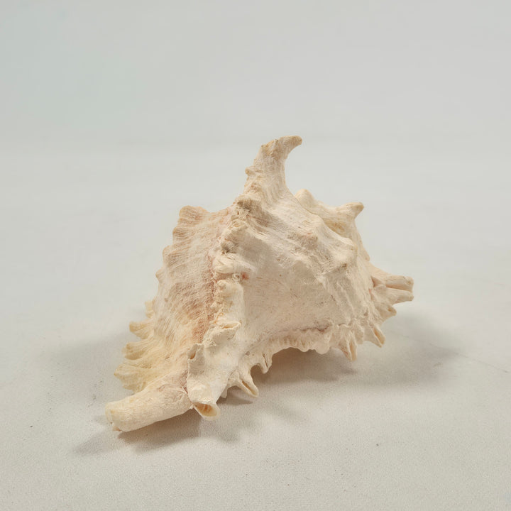 Fascinerande äkta snäcka i naturlig vintage