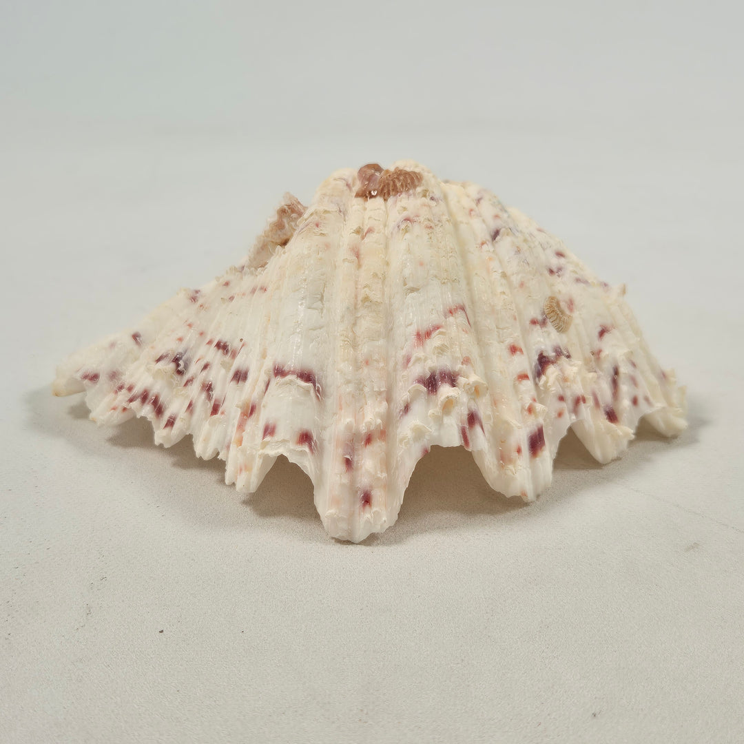 Elegant exotisk sjösnäcka i färgglada mönster