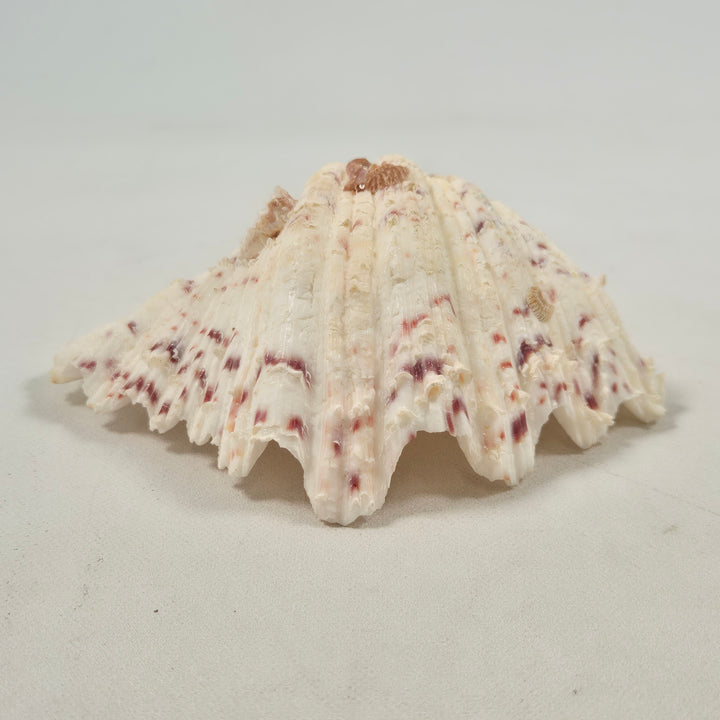 Elegant exotisk sjösnäcka i färgglada mönster