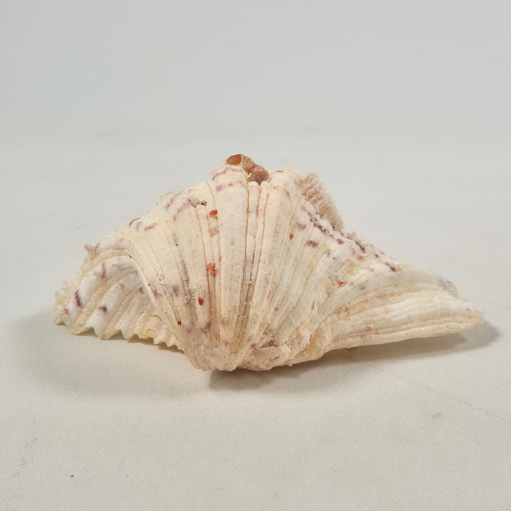 Elegant exotisk sjösnäcka i färgglada mönster