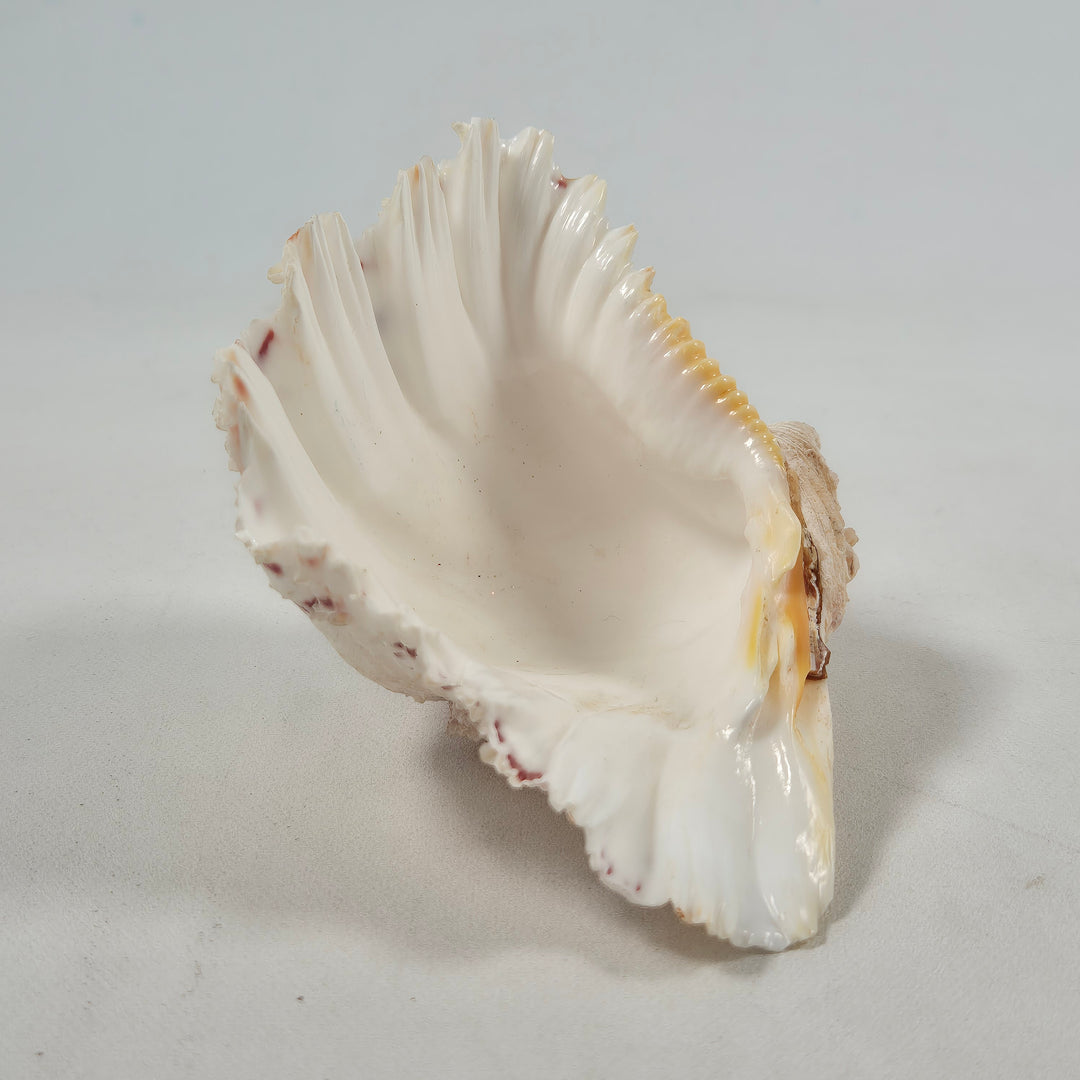 Elegant exotisk sjösnäcka i färgglada mönster