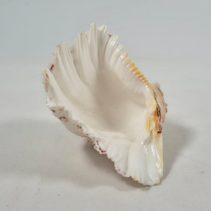 Elegant exotisk sjösnäcka i färgglada mönster