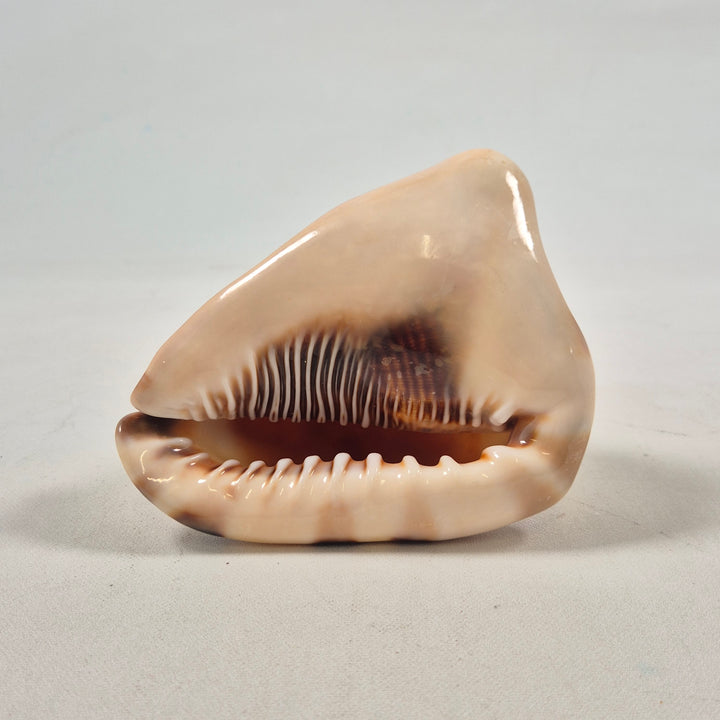 Dekorativ keramik snäckskal skulptur modern