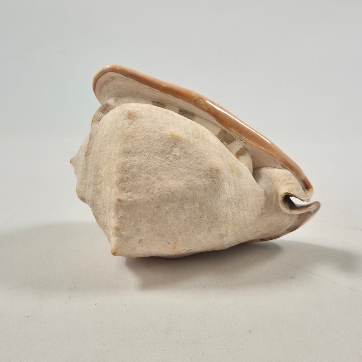 Dekorativ keramik snäckskal skulptur modern