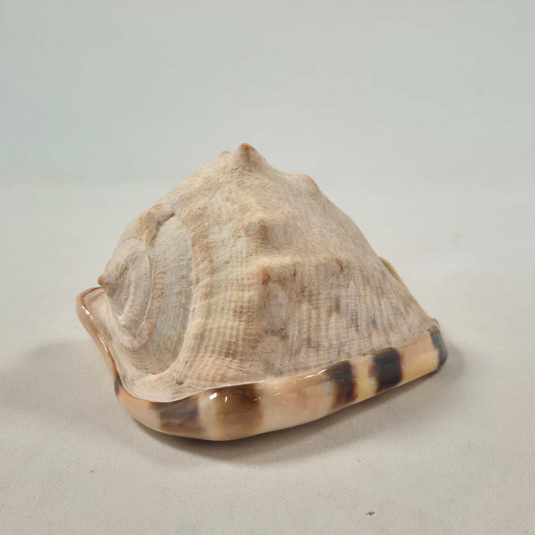 Dekorativ keramik snäckskal skulptur modern