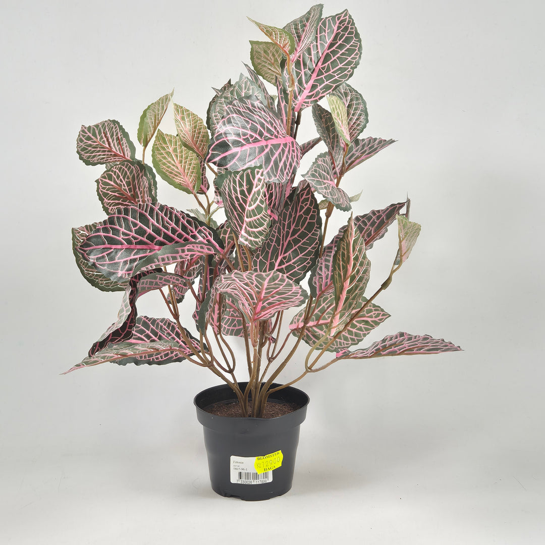 Fängslande Fittonia i Plastkruka 15 cm