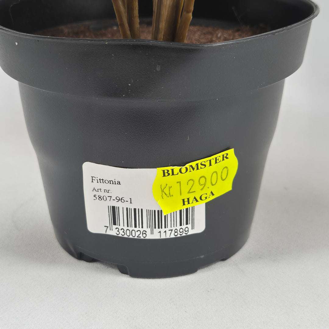 Fängslande Fittonia i Plastkruka 15 cm