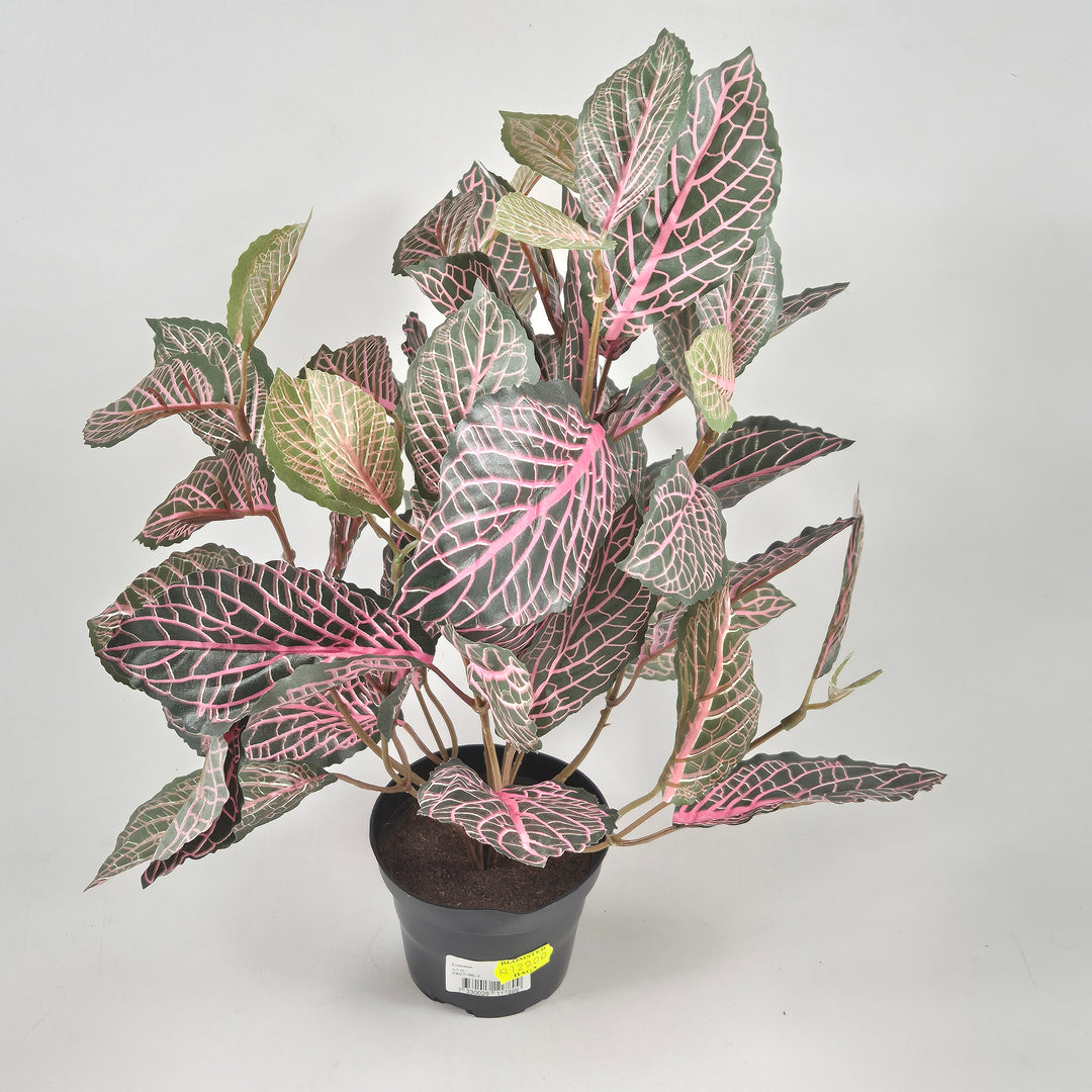 Fängslande Fittonia i Plastkruka 15 cm
