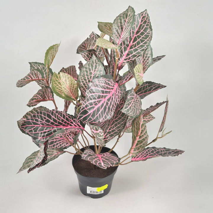 Fängslande Fittonia i Plastkruka 15 cm