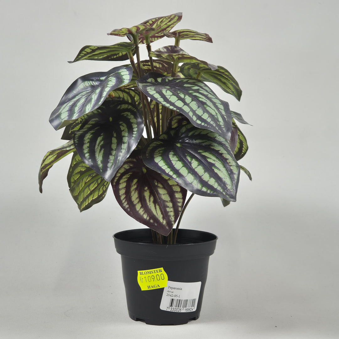 Peperomia inomhusväxt med brokiga blad