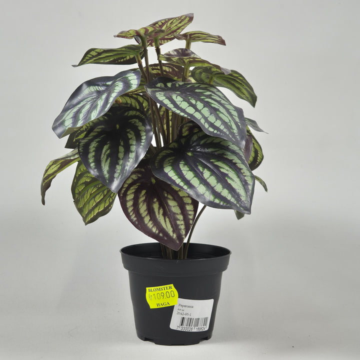 Peperomia inomhusväxt med brokiga blad