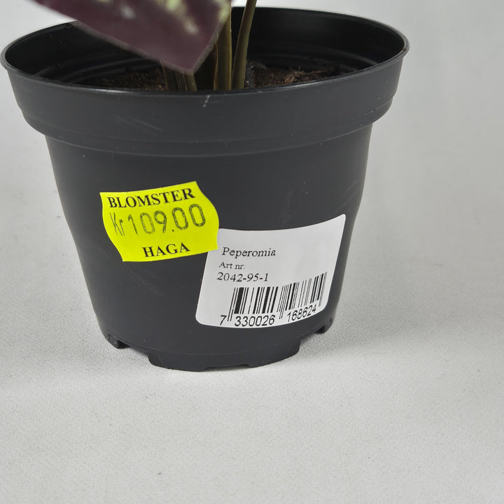 Peperomia inomhusväxt med brokiga blad
