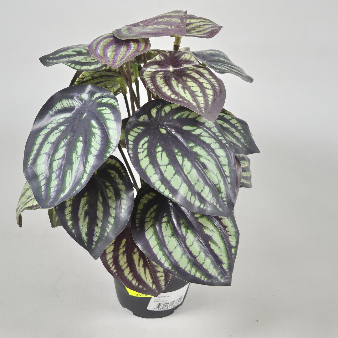 Peperomia inomhusväxt med brokiga blad