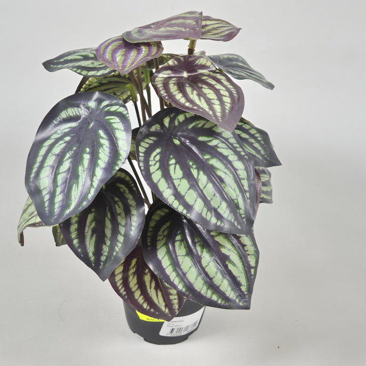 Peperomia inomhusväxt med brokiga blad