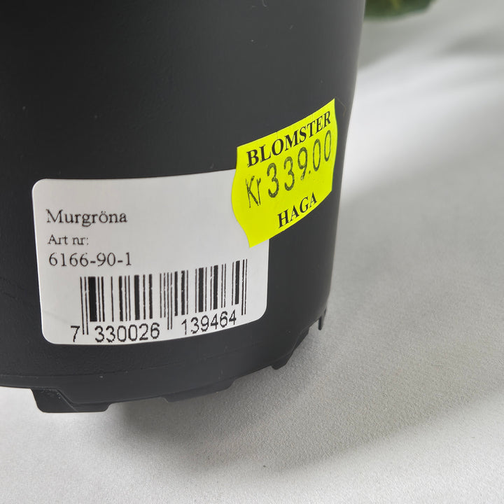 Frodig Murgöna i Plastkruka Haga