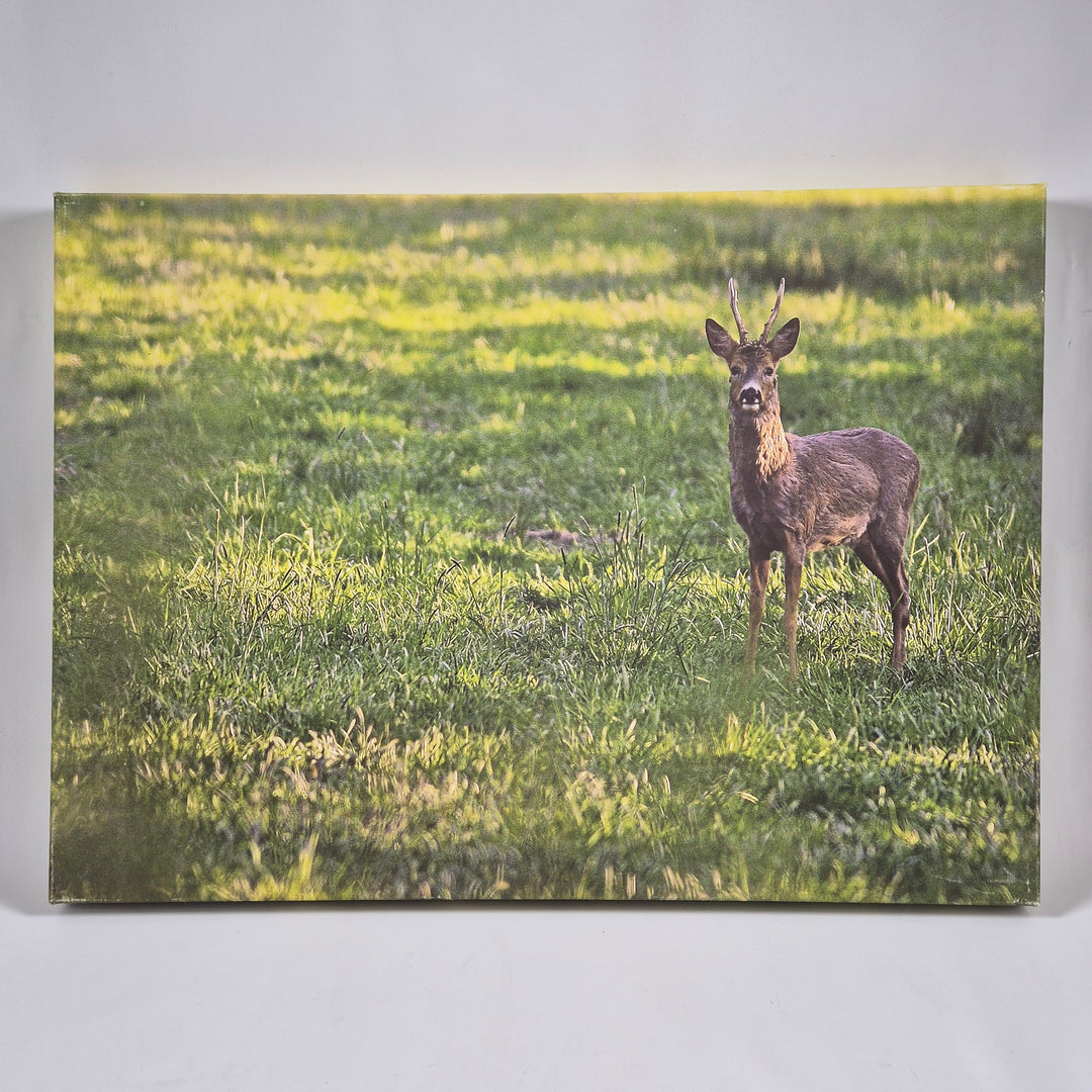 Canvastavla Rådjur i Natur av Ericsons Foto