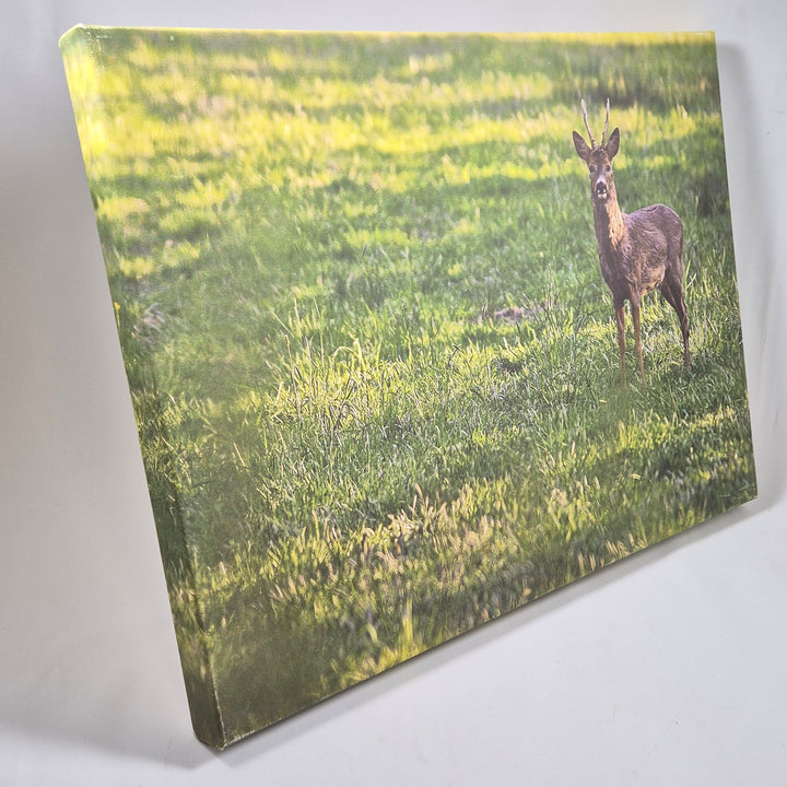 Canvastavla Rådjur i Natur av Ericsons Foto