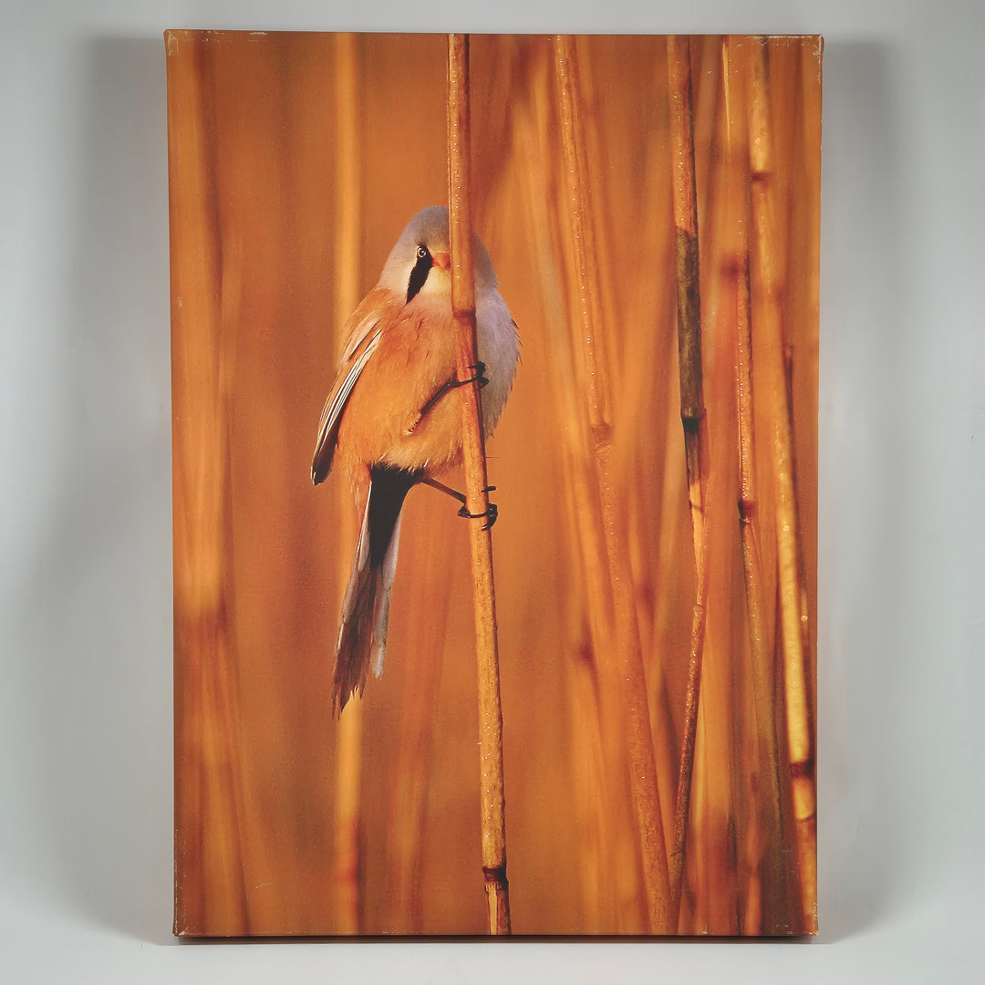 Canvastavla med Fågelmotiv från Ericsons Foto