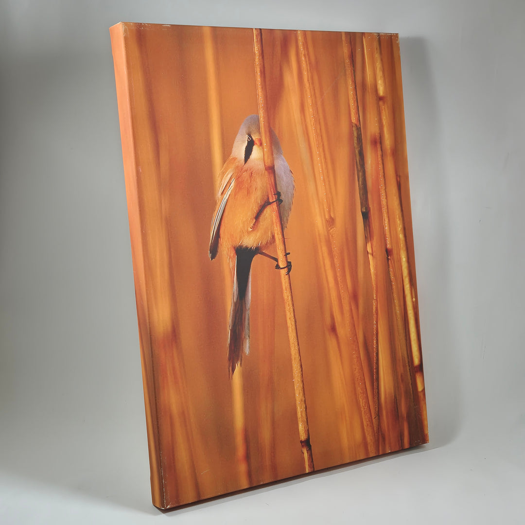 Canvastavla med Fågelmotiv från Ericsons Foto