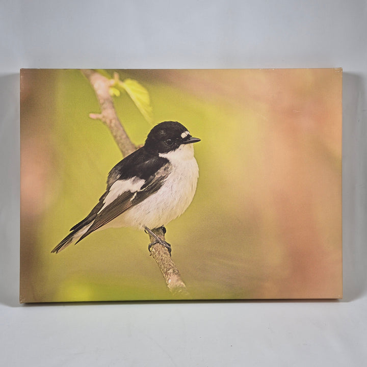 Fotokonst av Svartvit Flugsnappare från Ericsons Foto