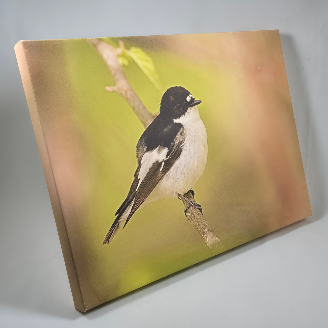 Fotokonst av Svartvit Flugsnappare från Ericsons Foto