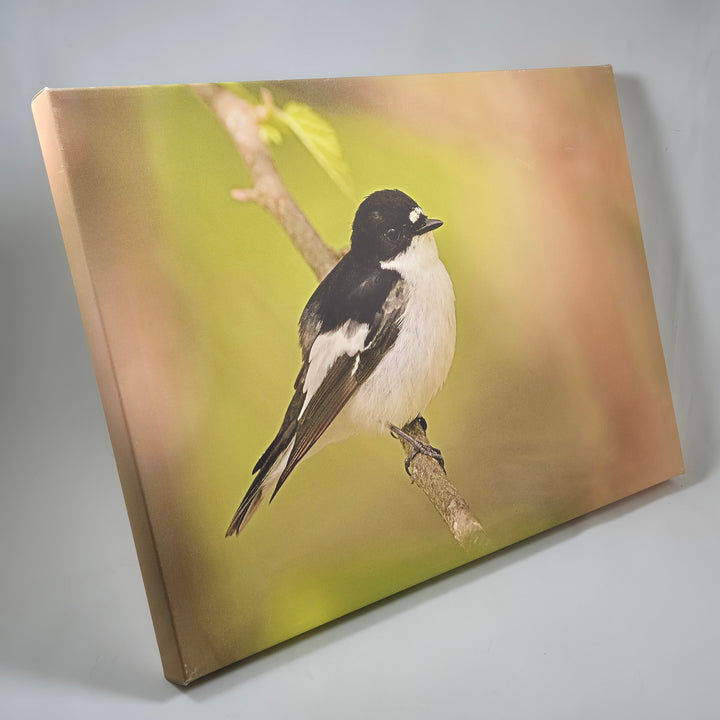 Fotokonst av Svartvit Flugsnappare från Ericsons Foto