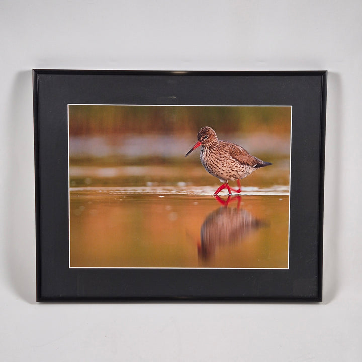 Elegant inramad vadarfågel i svart ram