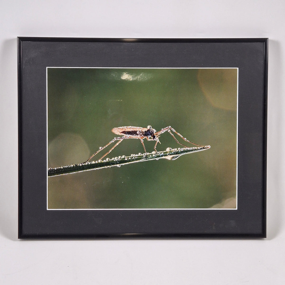 Makrofotografi av Insekt i Svart Ram