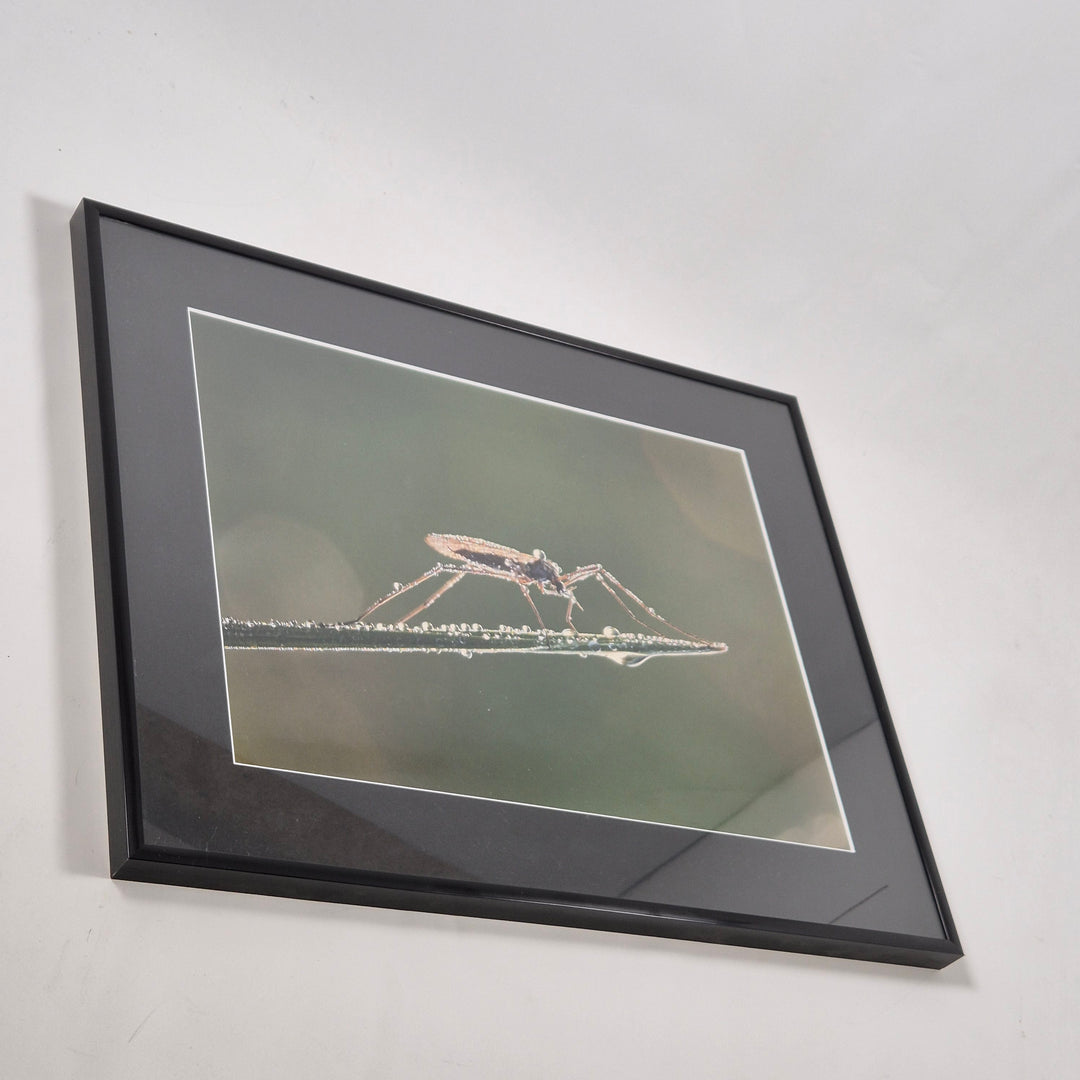 Makrofotografi av Insekt i Svart Ram