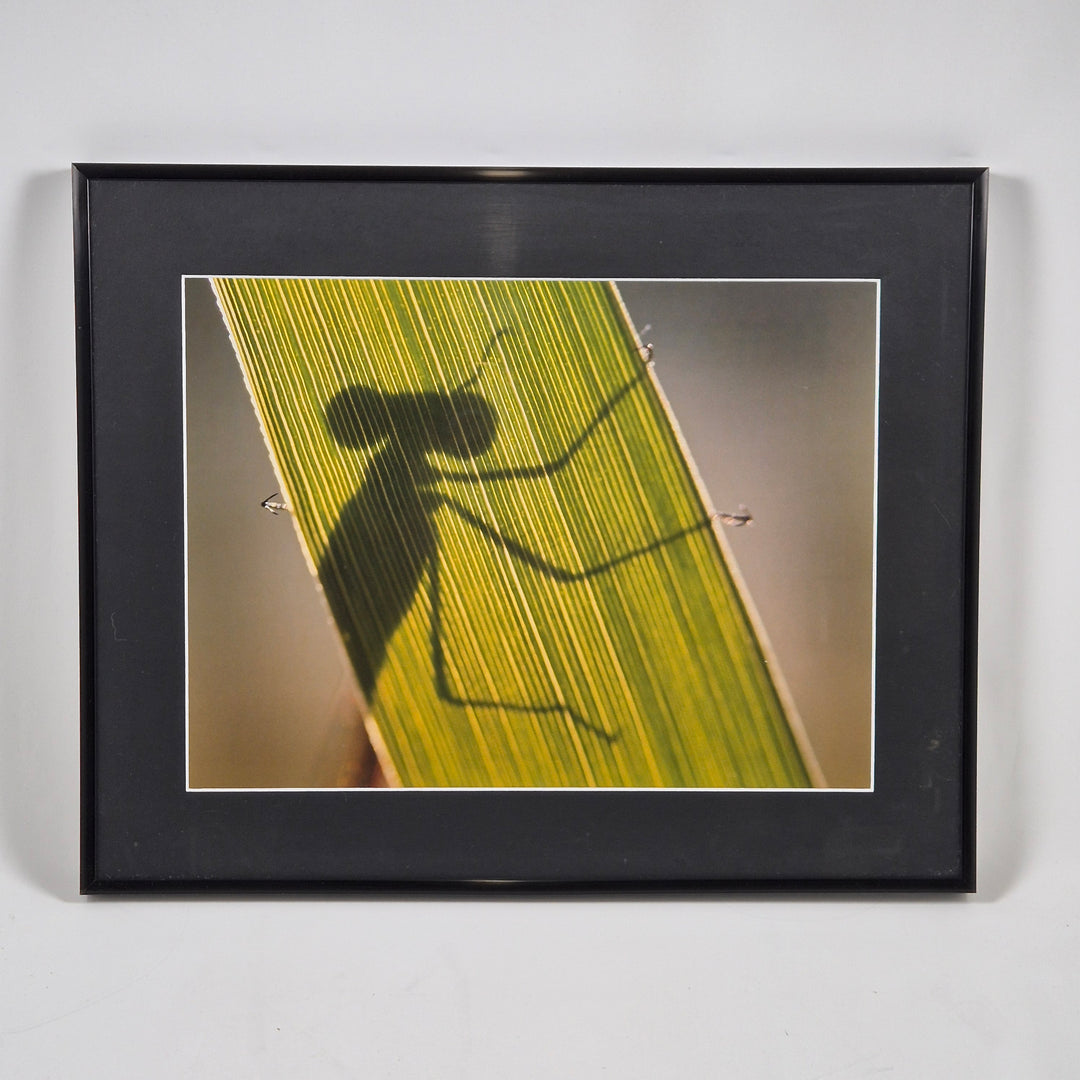 Insektmotiv Tavla i Glasram 52x42 cm