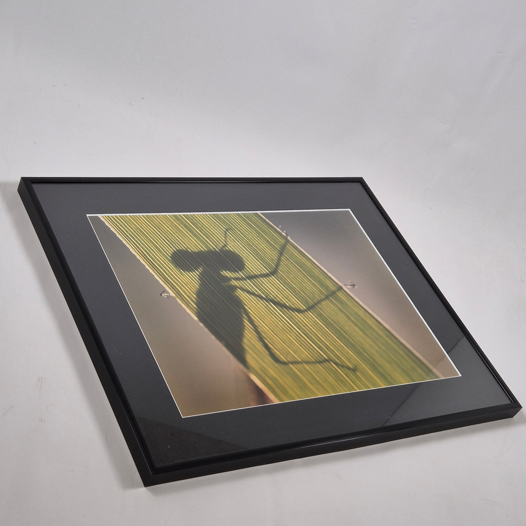 Insektmotiv Tavla i Glasram 52x42 cm