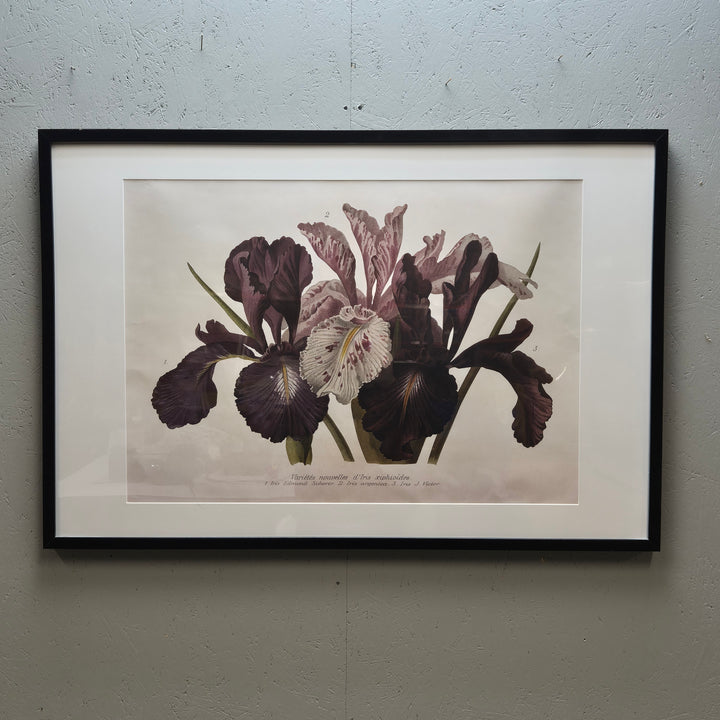 Retro Iris Blommor Tavla i Elegant Svart Ram