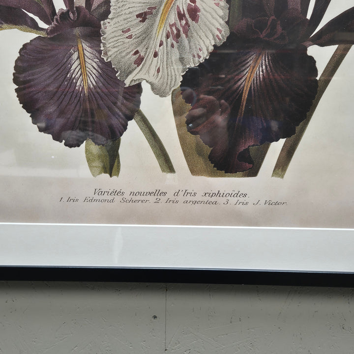 Retro Iris Blommor Tavla i Elegant Svart Ram