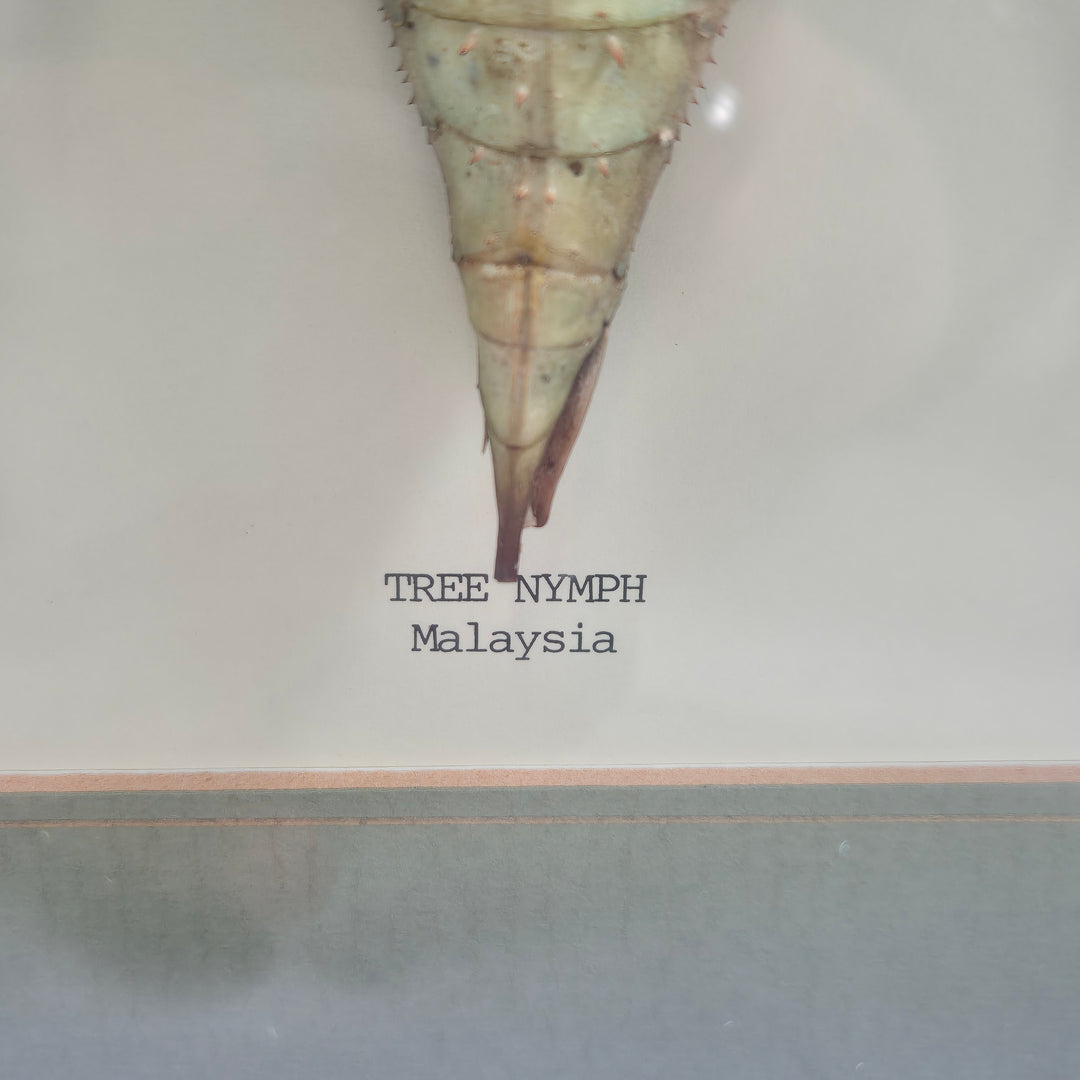 Tree Nymph Insekt i Inramad Dekorkonst Retro