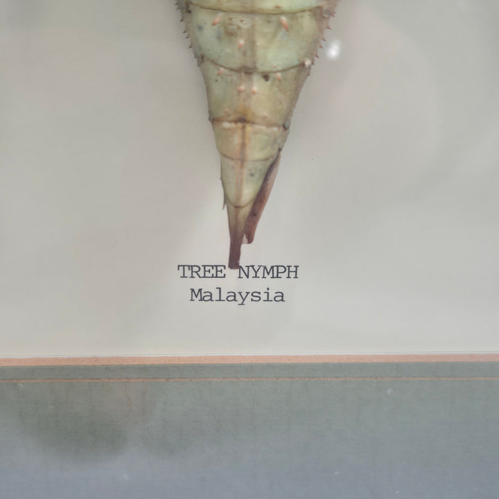 Tree Nymph Insekt i Inramad Dekorkonst Retro