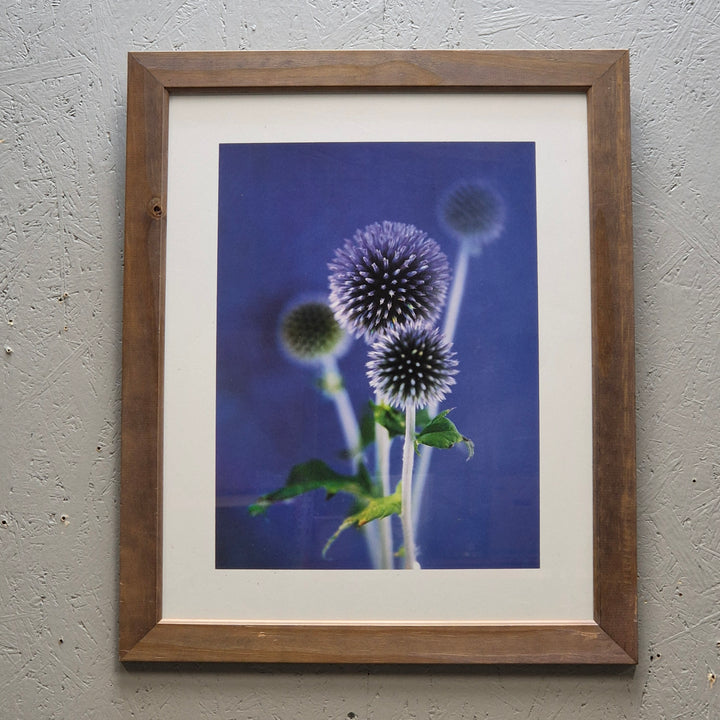 Blommande Kardborre Tavla i Träram