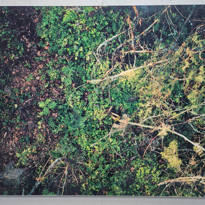 Konstfotografi Still Life with Greens skogsmotiv