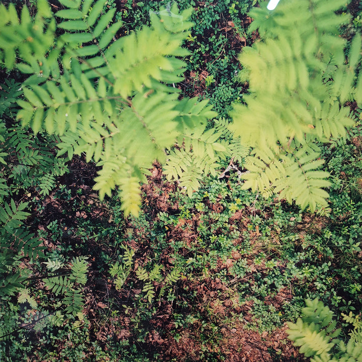 Konstfotografi skogslandskap Forest Rooms Metsähuone