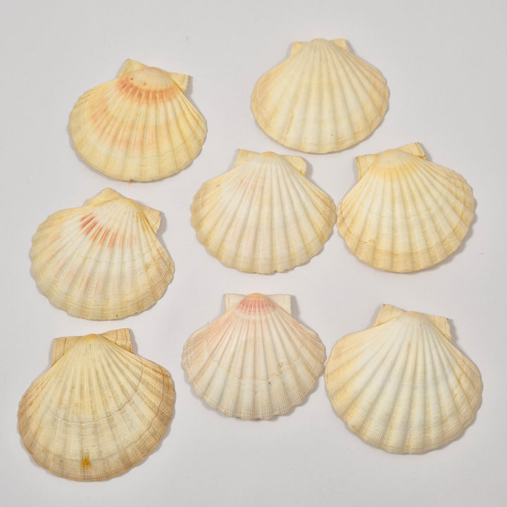 Vintage kammussleskal set om åtta