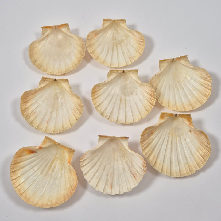 Vintage kammussleskal set om åtta