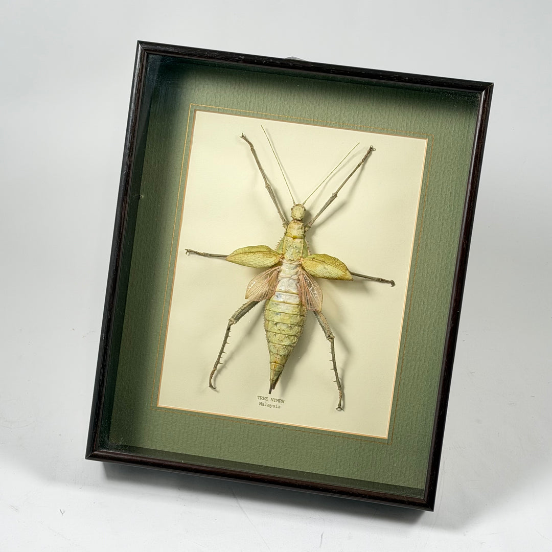 Tree Nymph Insekt i Inramad Dekorkonst Retro