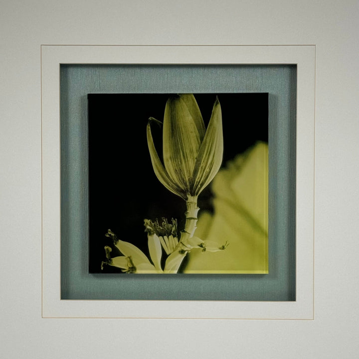 Elegant Blomma i Stilren Ram – Inramad Konst Fotografi - Homy Secondhand Online