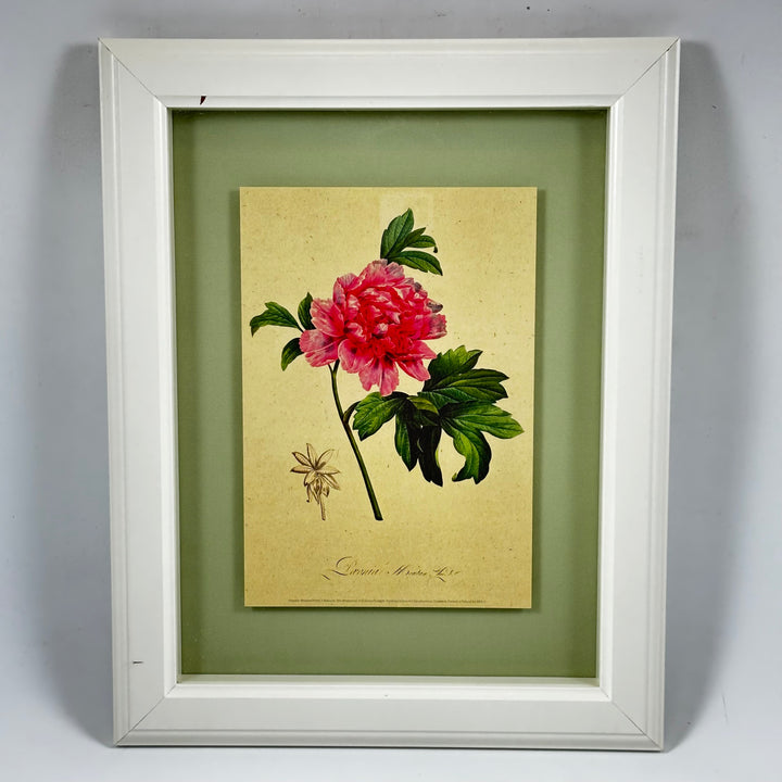 Vintage inramad blomsterillustration med vit träram