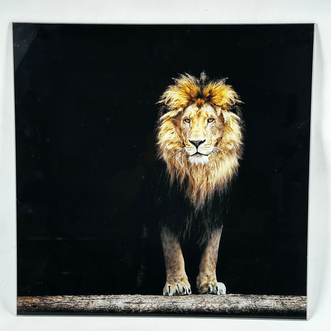 Majestätisk lejonposter i minimalistisk ram