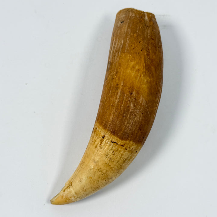 Retro dekorhorn i naturhorn med patina