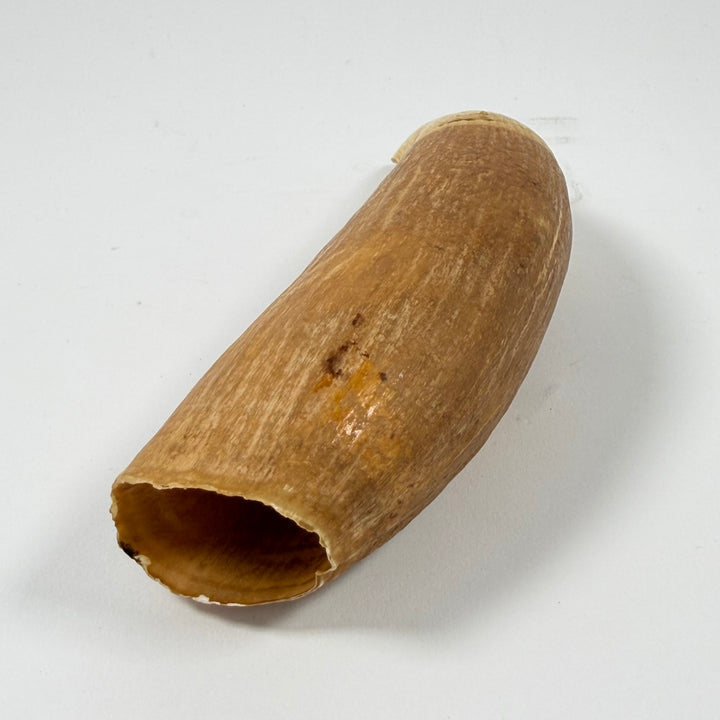 Retro dekorhorn i naturhorn med patina