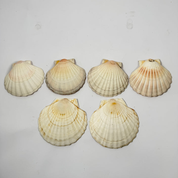Set om 6 naturliga kammussleskal vintage